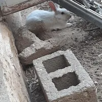 فروش خرگوش