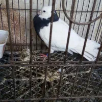 طوقی سیاه (بدون غلط)