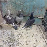 ۳تا حیون قلدور