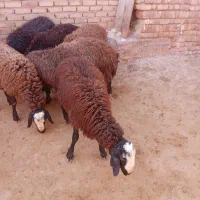 فروش میش وبره ماده ونر|حیوانات مزرعه|ساوه, |دیوار