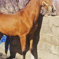 کشش اسب دره شوری( فروشی نیست)