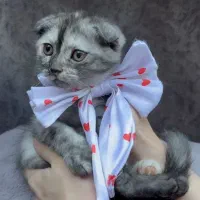 اسکاتیش پفکی|گربه|تهران, حبیب الله|دیوار