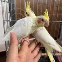 جوجه سرلاکی عروس هلندی ،پرعالی ،درشت