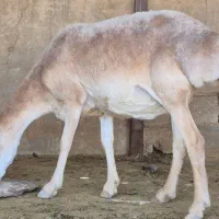 شیشک میش بره دار|حیوانات مزرعه|شیراز, گل سرخ|دیوار
