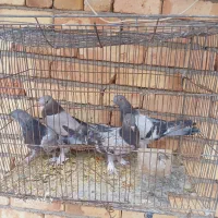 کبوتر ترکیه جوجه