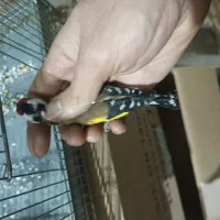 سهره نر نشون دار درشت ریزه خون