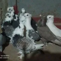 10 عدد کبوتر بلژیکی اصل طاووسی|پرنده|گنبد کاووس, |دیوار