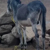 خر برمه فقط برای مادیان