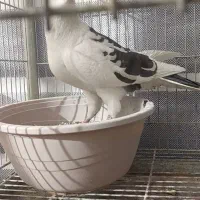 کبوتر زینتی تزئینی قره سوری سفید|پرنده|اصفهان, سرشبادران|دیوار