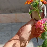 عروس هلندی