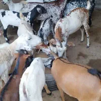 کهره و بره|حیوانات مزرعه|قشم, |دیوار