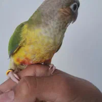 گرنچیک تازه دونه خور شده رام|پرنده|کرمان, |دیوار