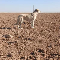 سگمادهسرابی|سگ|قیدار, |دیوار