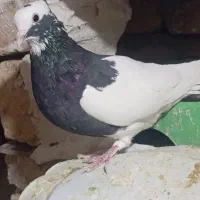 کفتر کبوتر طوقی