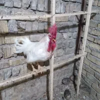 مرغ و خروس|حیوانات مزرعه|آبگرم, |دیوار