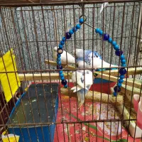 سه تا مرغ عشق خوشکل زیبا