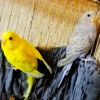 جفت مرغ عشق جوان