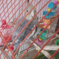 عروس هلندی ۹ماهه نر|پرنده|آزادشهر, |دیوار