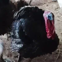 بوقلمون نر درشت محلی ارگانیک