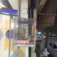 قناری زمینی|پرنده|فردیس, ثابتی|دیوار