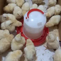 ۲۵عدد جوجه ۳روزه