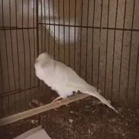 قناری سوپری سفید کاکولی|پرنده|رشت, صفاری|دیوار