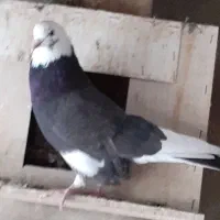 کبوتر شازده سیاه  نر،درجه یک|پرنده|گلپایگان, |دیوار