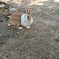 خرگوش خونگی|موش و خرگوش|شاهرود, |دیوار