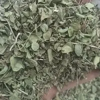 آویشن برگ پهن