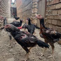 فروش جوجه لاری