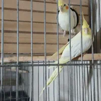 طوطی عروس مولد