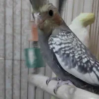 عروس خالخالی|پرنده|مشگین شهر, |دیوار