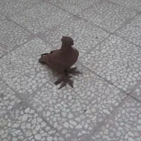 کبوتر رواعب یا راعبی گمشده