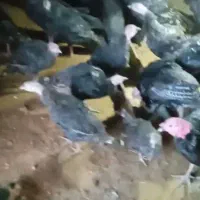 بوقلمون|حیوانات مزرعه|تربت‌حیدریه, شهید بهشتی|دیوار