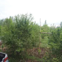 باغ و زمین زراعی در منطقه جاده قطور  خوی|فروش زمین و ملک کلنگی|خوی, |دیوار