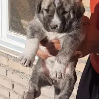 سگ،توله افغان ماده|سگ|کرمانشاه, |دیوار