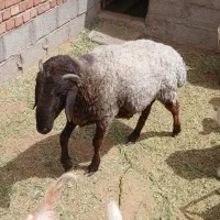 بره