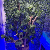 درختچه های زیبا و جذاب با برگهای مصنوعی تنه طبیعی|گل مصنوعی|بهشهر, |دیوار