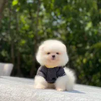 پامر،پامرانین خرسی سفید رنگ ۶۸ روزه|سگ|تهران, آسمان|دیوار