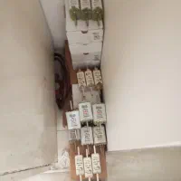 فیوز کاردی