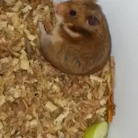 فروش استثنایی همستر همه نژادها فقط تماس|موش و خرگوش|علی‌آباد کتول, |دیوار