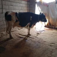 گاو|حیوانات مزرعه|بیرانوند, |دیوار