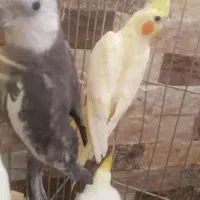 خرمشهر زمین شهری