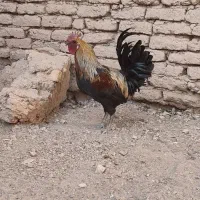 خروس اصیل لری خوش رنگ خوش استیل