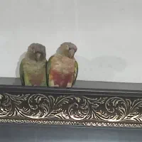 طوطی،،آهکلان