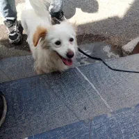 سگ پاکوتا