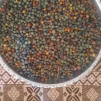 بنه کوهی|خوردنی و آشامیدنی|شیراز, میانرود|دیوار