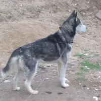 سگ هاسکی فروشی