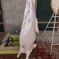 گوشت شک تمام پروار