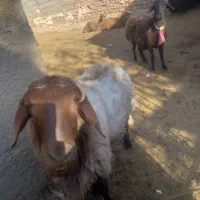 قوچ همووبره ماده همو